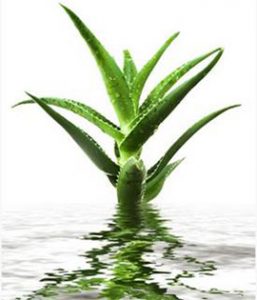 aloe1